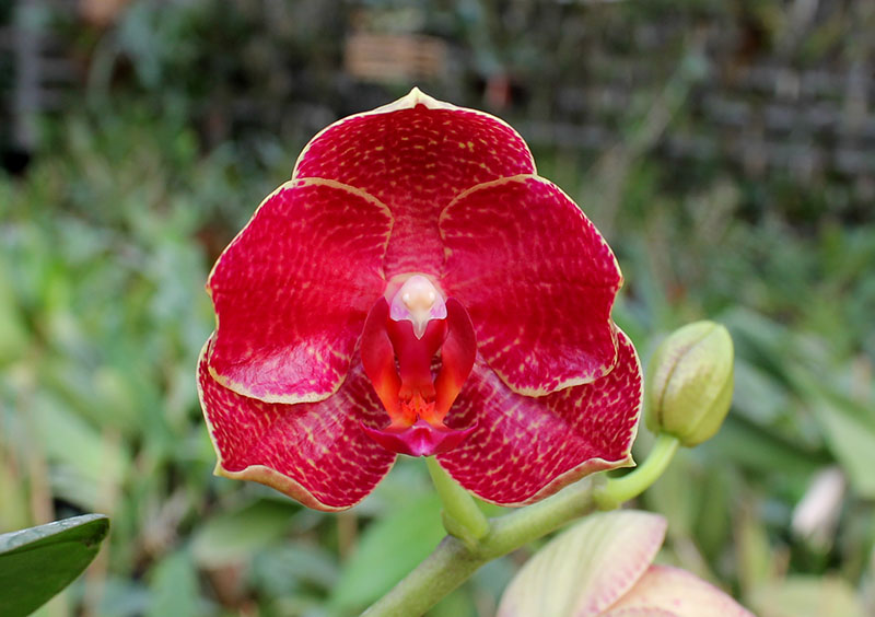 Phalaenopsis Mituo Sun x Ld's Bear King.jpg