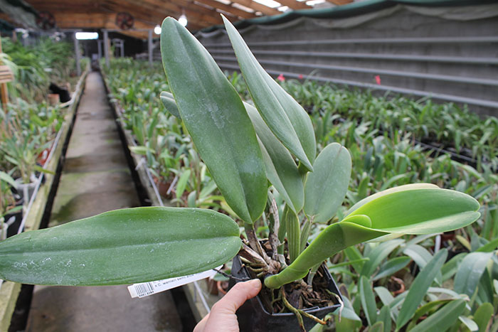 Cattleya warneri semi alba (boa forma) x Cattleya warneri semi alba 'Rubi'.jpg
