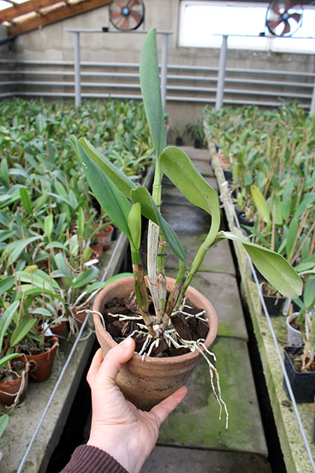 Brassolaeliocattleya Orange Show 'Cloud Forest'.jpg