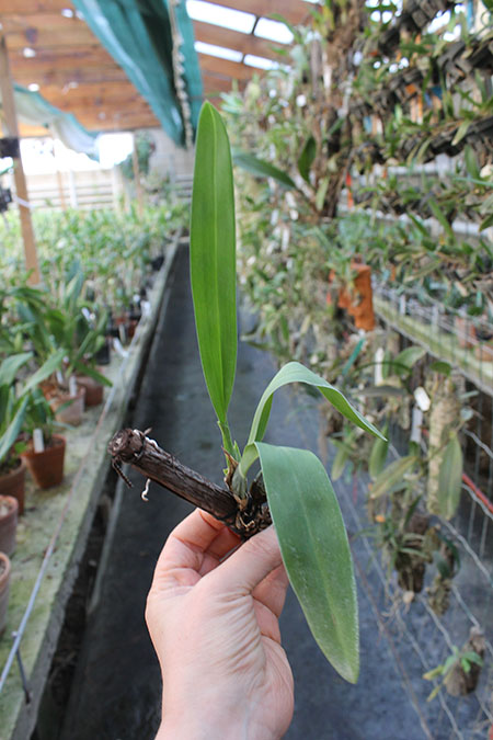 Cuitlauzina pendulum.jpg