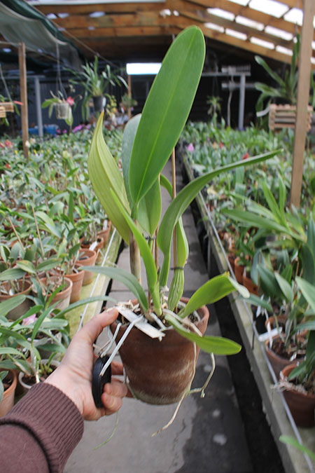 Laeliocattleya Shirayukihime 'M' (Tokyo Magic x Mildred Rives).jpg