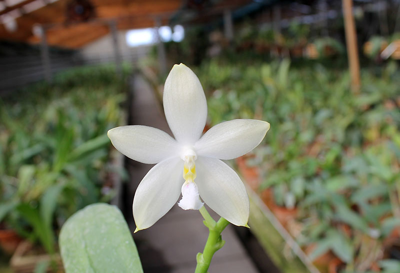 Phalaenopsis Yaphon Green Canary x tetraspis C#1.jpg