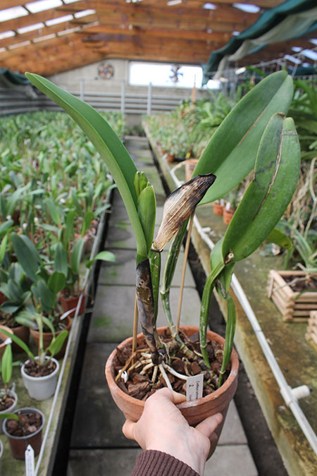 Cattleya schroederae.jpg