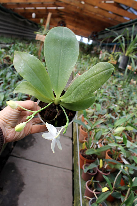 Phalaenopsis Yaphon Green Canary x tetraspis C#1.jpg