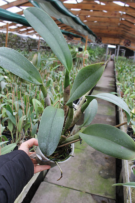 Potinara Spanish Eyes 'Tian Mu'.jpg