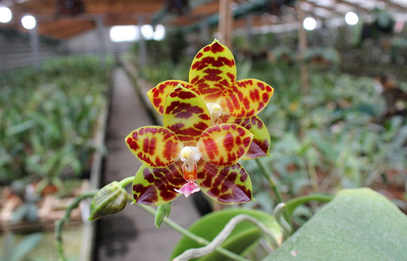 Phalaenopsis Chang Jo (Chang Jhih Rose x Jong's Gigan Cherry).jpg