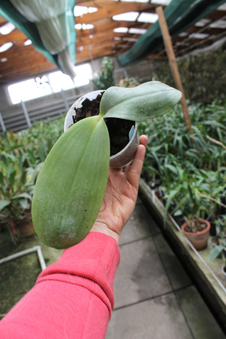 Phalaenopsis Jong's Gigan Cherry 'Prince' x gigantea.jpg