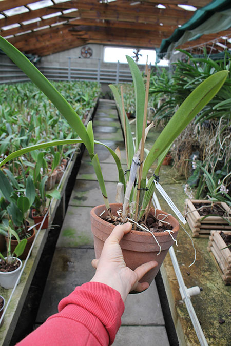 Cattleya schroederae albescens x Cattleya schroederae alba.jpg
