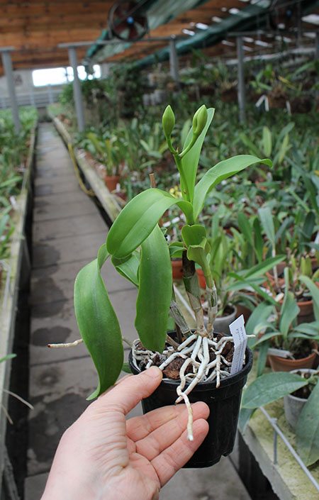 Caulocattleya Chantilly Lace Twinkle.jpg