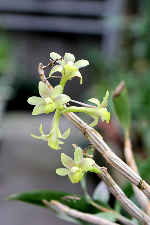 Dendrobium ionopus.jpg