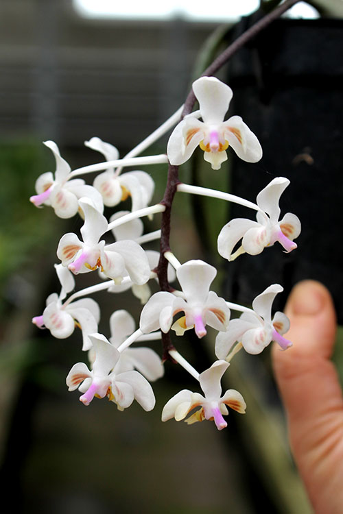 Phalaenopsis celebensis.jpg