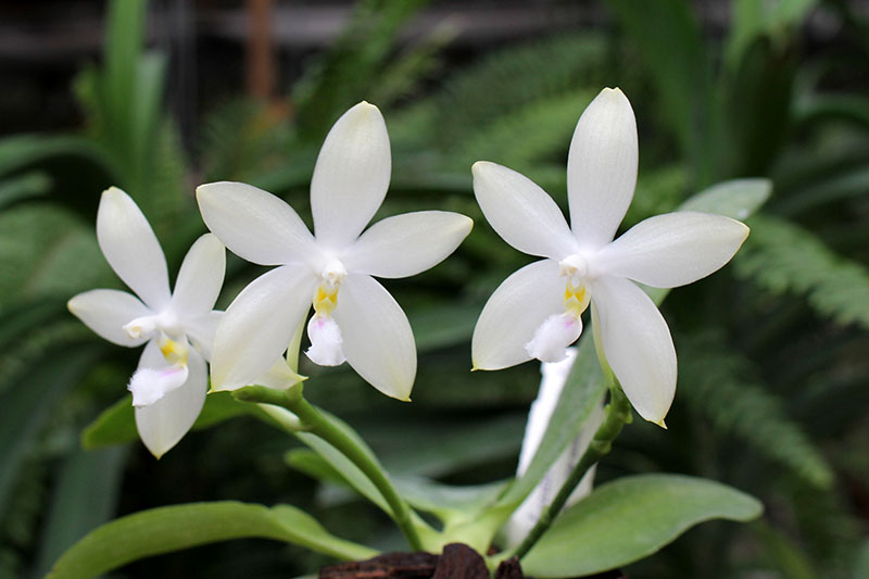 Phalaenopsis Yaphon Green Canary x tetraspis C#1.jpg