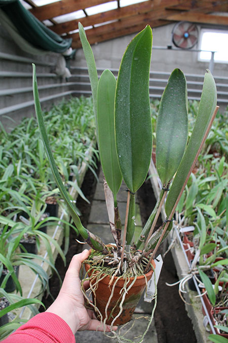 Cattleya mendelii.jpg