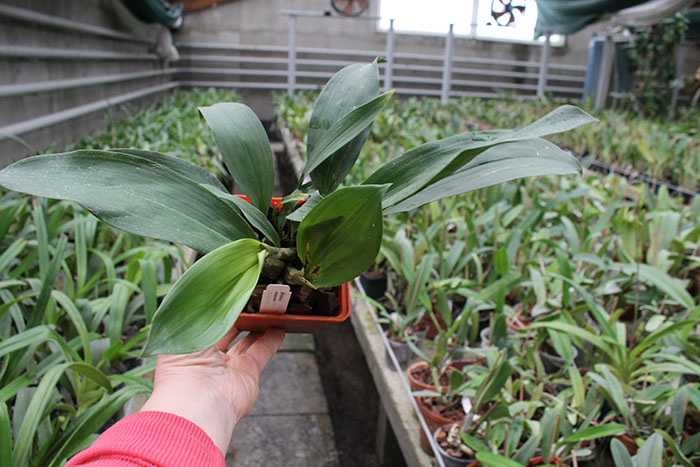 Bifrenaria atropurpurea.jpg