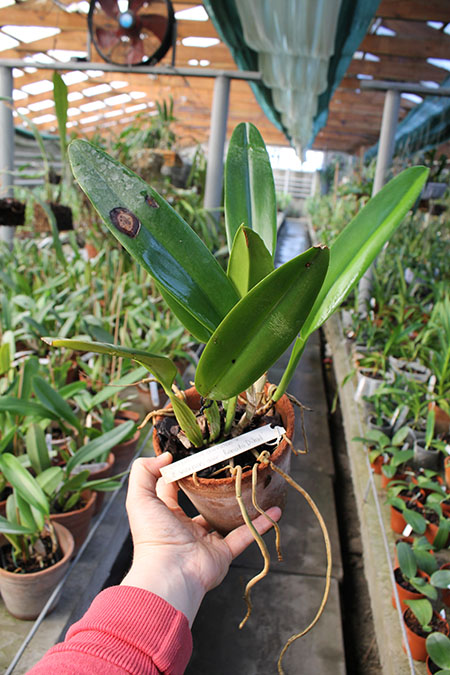 Cattleya gaskelliana coerulea (11-1) x Cattleya warneri coerulea 'Renata Dihel'.jpg