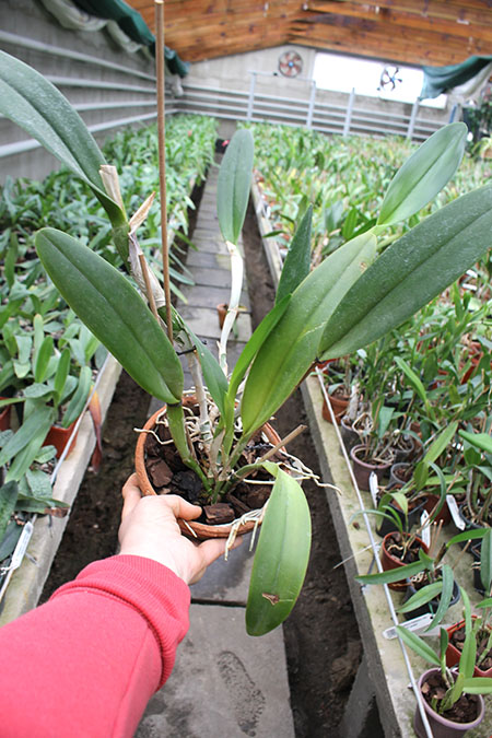 Epidendrum parkinsonianum x Brassavola digbyana.jpg