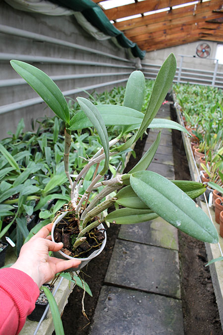 Brassavola digbyana x Rhyncholaeliocattleya Green Devil.jpg