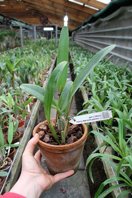 Cattleya mendelii semi-alba 'Carlos Arango' x self.jpg