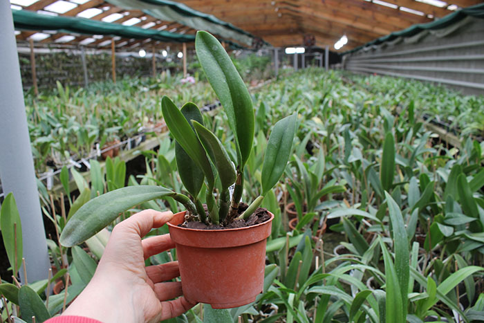 Potinara Love Tapestry 'Popular Song'.jpg