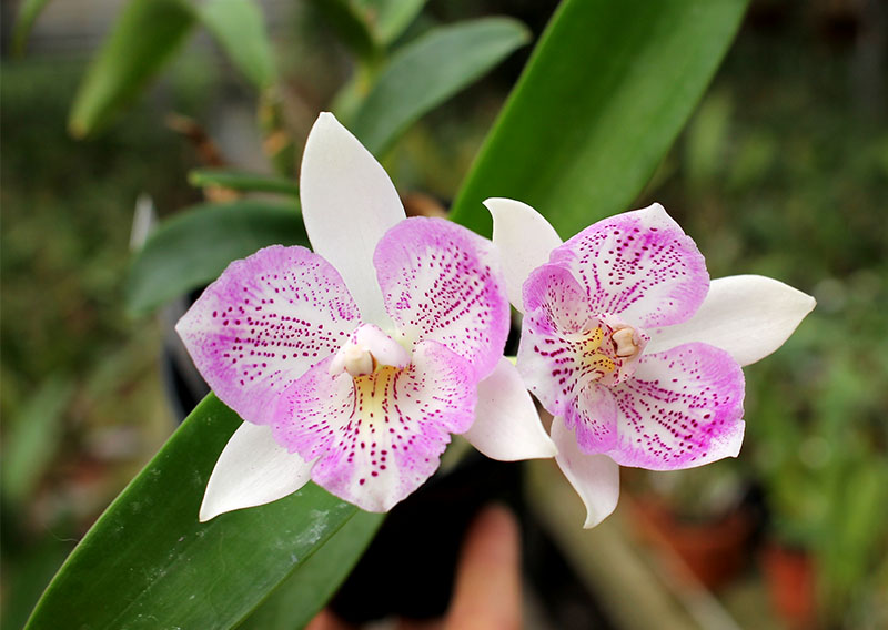 Caulocattleya Chantilly Lace Twinkle.jpg