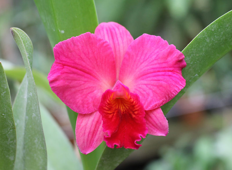 Sophrolaeliocattleya Circle of Life 'Mesmerize' x Newberry Promise.jpg