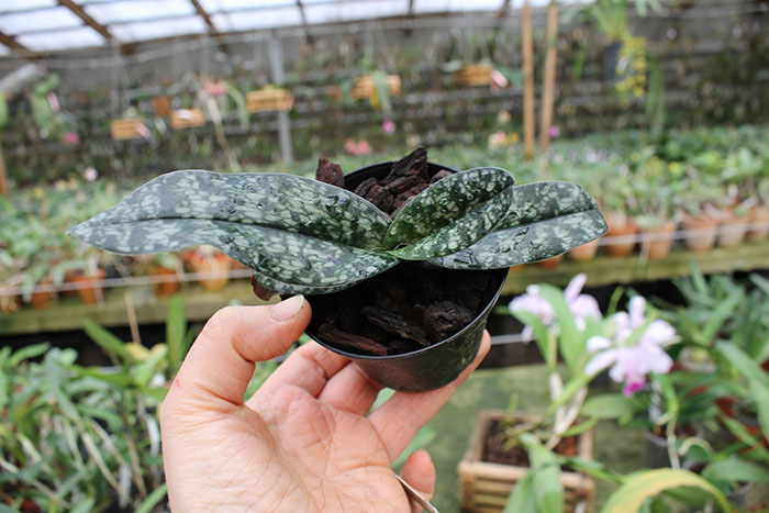 Paphiopedilum niveum x vietnamense.jpg