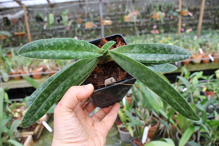 Paphiopedilum concolor 'Yellow Round'.jpg