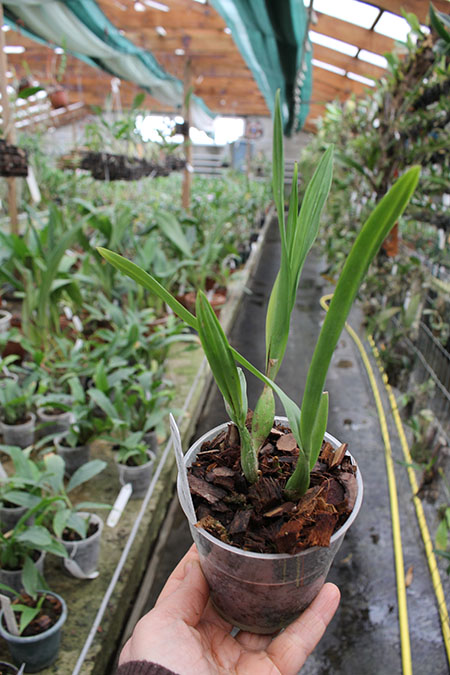 Epidendrum Chien Ya Smile 'K S'.jpg