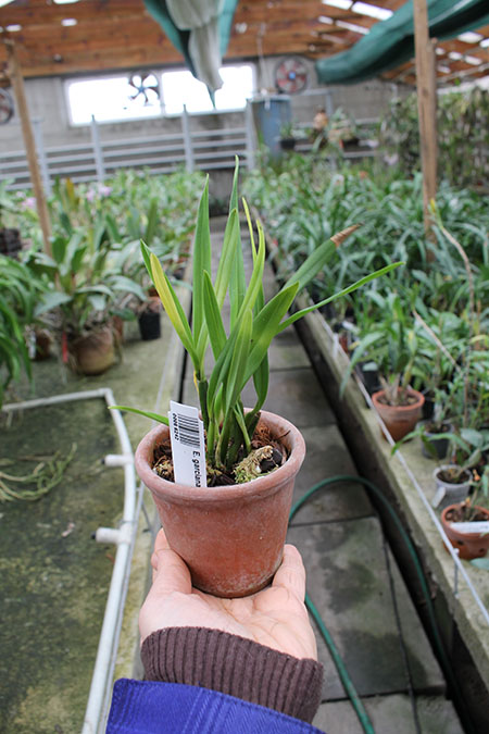 Encyclia garciana.jpg