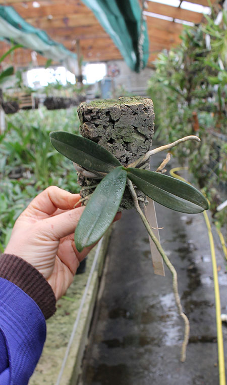 Aerangis articulata.jpg