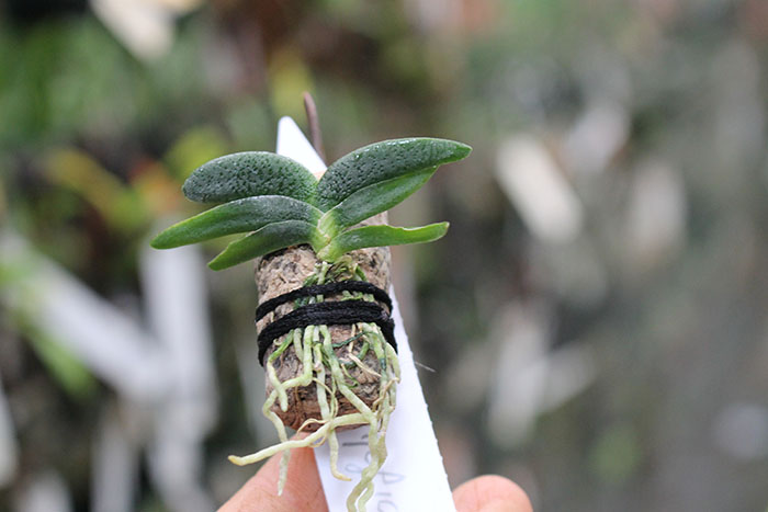 Angraecum aloifolium.jpg