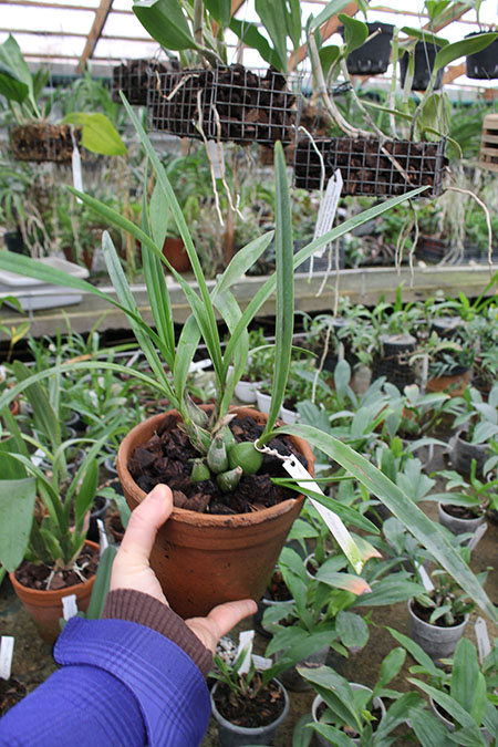 Encyclia adenocaula.jpg