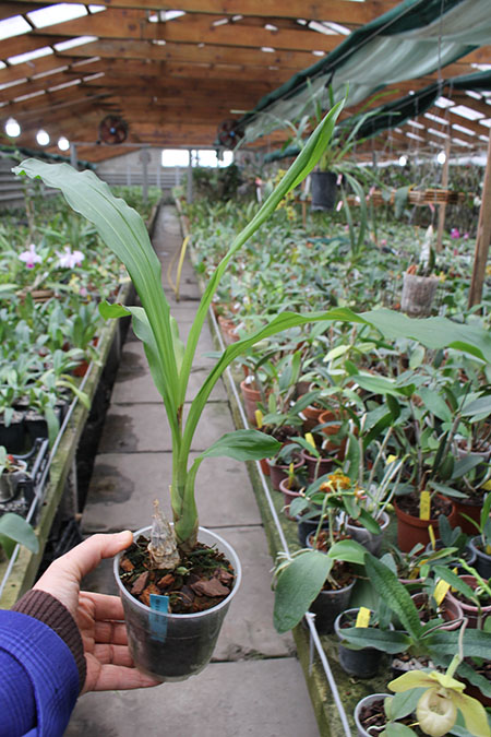 Catasetum lanciferum.jpg