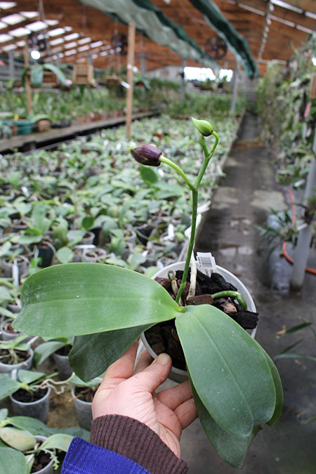 Phalaenopsis Hawaii Dragon Girl x Lioulin Goldfinch.jpg