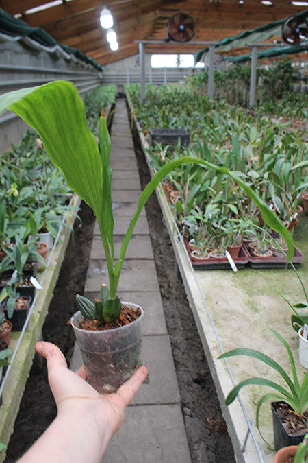 Lycaste Petit Devil.jpg