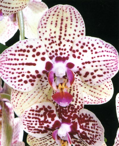 Phalaenopsis Black Ball.jpg