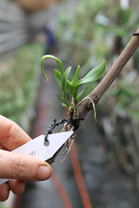 Trichocentrum pulchrum.jpg