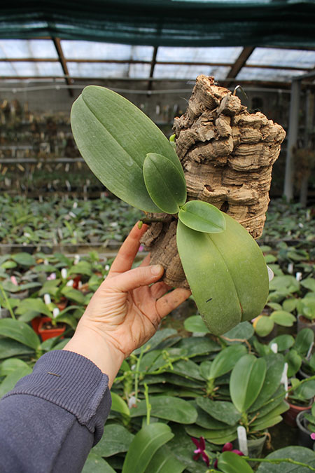 Phalaenopsis (Hsinying Fanjo x Mituo Sun) 'Eddy Su'.jpg