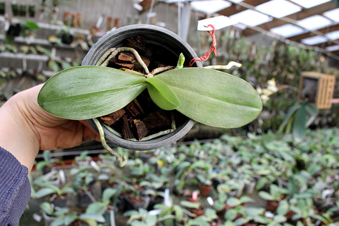 Phalaenopsis Yaphon Goodboy x gigantea.jpg