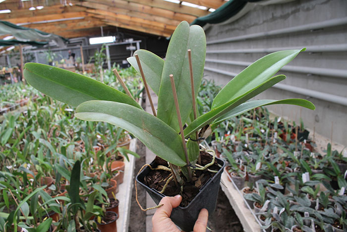 Laeliocattleya Dinard 'Blue Heaven'    BS.jpg