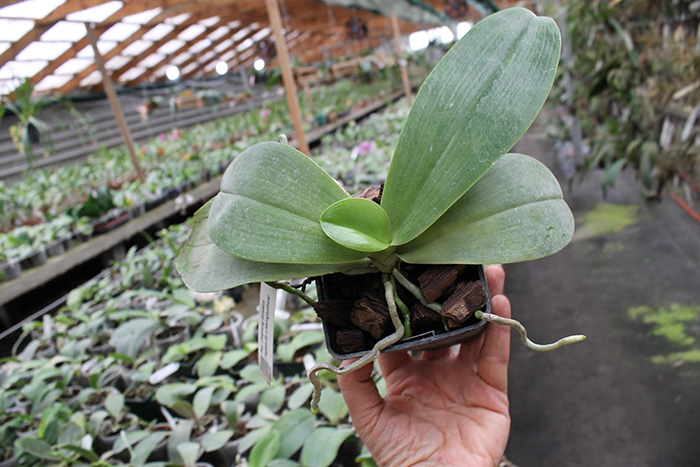 Phalaenopsis Chienlung Mosaics (Yaphon Sir x hieroglyphica).jpg