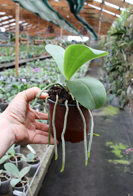Phalaenopsis Chienlung Red King (Ld's Bear King x pulchra).jpg