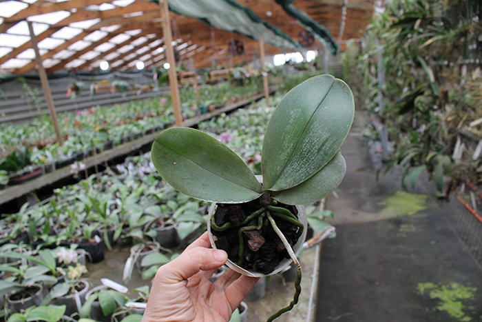 Phalaenopsis Dragon Tree Eagle x Emeraude.jpg