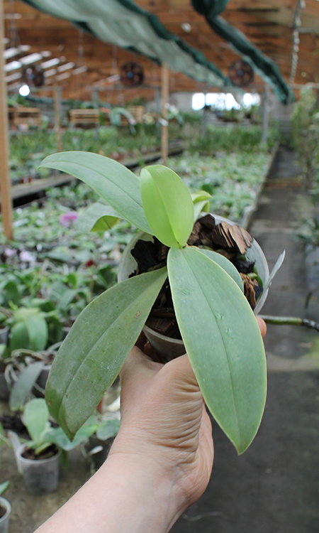 Phalaenopsis Dorothy Dot 'Guan Gong' x Princess Kaiulani 'Lei Von'.jpg