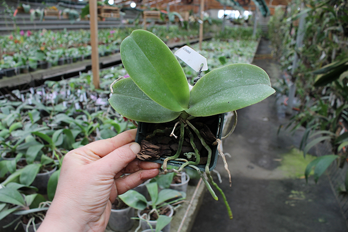 Phalaenopsis Grosbeak.jpg