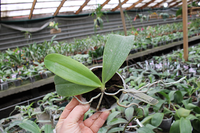 Phalaenopsis Germain Vincent x Yaphon Sir.jpg