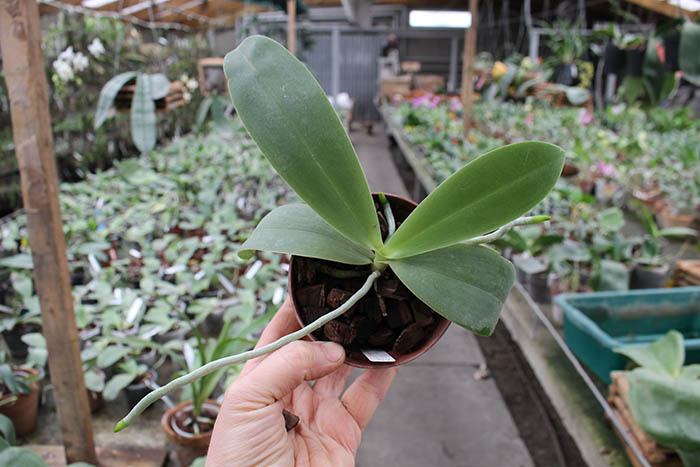 Phalaenopsis gigantea x Yaphon Sir.jpg