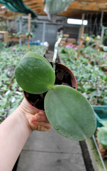 Phalaenopsis Zheng Min Tyrannosaurus x gigantea.jpg