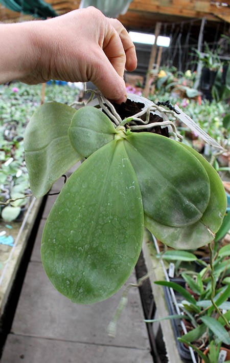 Phalaenopsis Yaphon Skype x (violacea alba x speciosa 'C -1').jpg