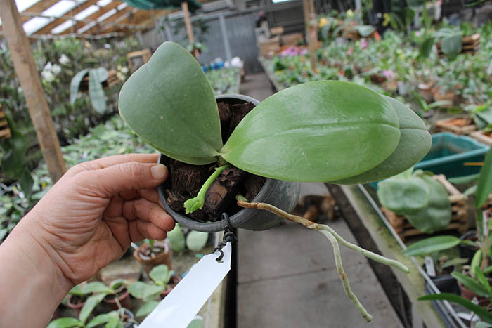 Phalaenopsis Yaphon Red Jewel x Ld's Bear King.jpg